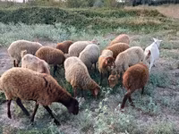 Oveja, Ovejas — foto 1