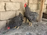 Slovenian Barred Hen — foto 2