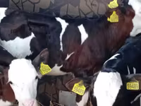 Býk, Simmental cattle — foto 1