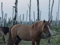 At, Kushum Horse — foto 3