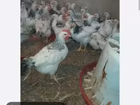 Chickens — foto 2