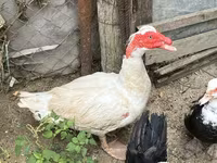 Ducks — الصورة 2