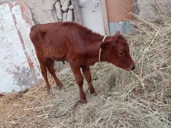 Vaca, Ganado vacuno