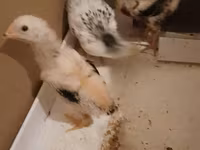 Chickens — foto 1