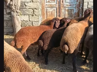 Qoç, Qoyunlar — foto 6