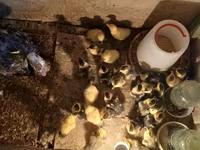 Turkeys — foto 4