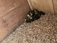 Domestic Muscovy — photo 6
