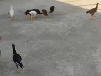 مالينس — الصورة 3