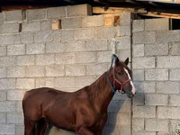 Kůň, Friesian sport horse — foto 1