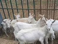 Goat, Saanen goat — photo 6