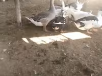 Ducks — foto 3