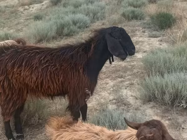 Sheep (batch, sex not specified), Sheep