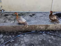 Chickens — photo 2