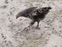 Czech Gold Brindled Hen — photo 2
