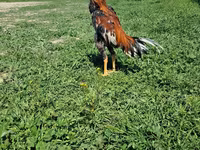 Chickens — photo 3