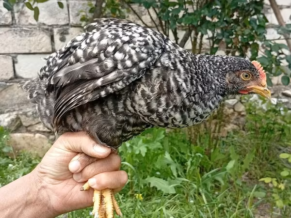 Chickens — Azerbaijan