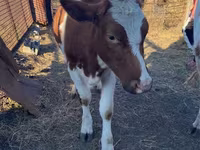 Buğa, Simmental cattle — foto 3
