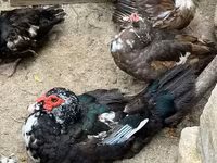 Ducks — الصورة 3