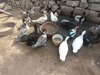 Ducks — الصورة 3