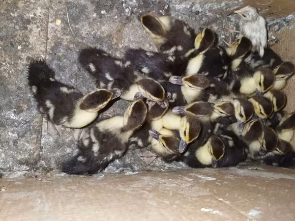 Domestic Muscovy