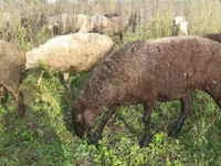 Cabra, Cabras — foto 4