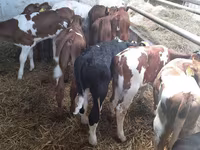 Buğa, Simmental cattle — foto 1