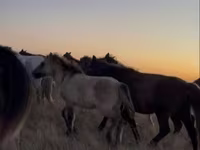 At, Kazakh horse — foto 3