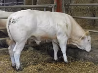 Buğa, Blonde d’Aquitane cattle — foto 6