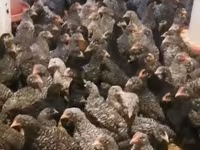 Chickens — foto 4