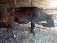 Cow, Cattle — photo 3