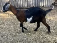 公山羊, Alpine goat — 照片 3