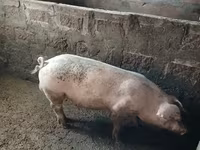 Säue, Schweine — Foto 3