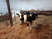 Cow, Russian Black pied cattle — photo 5