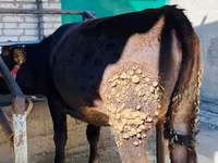 Cow, Aberdeen-Angus — photo 2