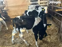 Toro, Russian Black pied cattle — foto 7