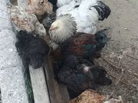 Brahma — Foto 4