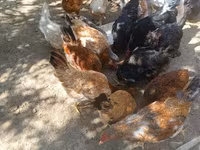 Chickens — foto 4