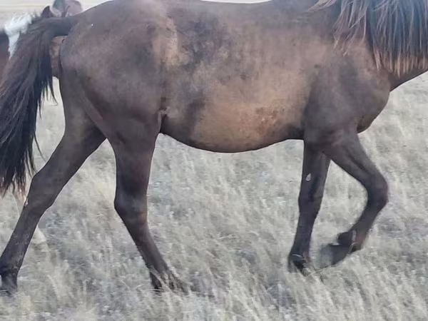 Caballo, Horse breed