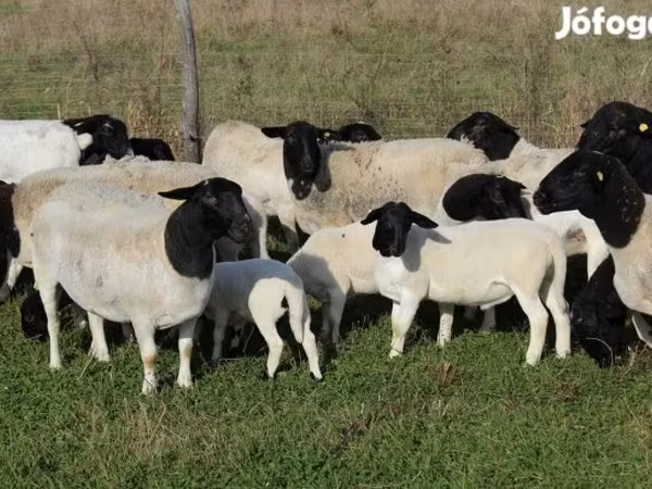 Вівці (партія, стать не вказано), Dorper sheep