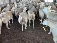 نعجة, الأغنام — الصورة 4