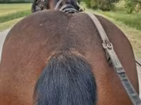 Cavalo, Cavalos — foto 5