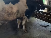 Bull, Holstein breed — photo 5