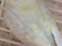 Məhsul: Dalmatin/limon rəng çalarları olan cüt dalmaçyalı-budgerigar — Foto 4