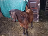 Billy Goat, Goats — photo 3