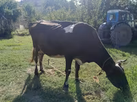 İnək, Simmental cattle — foto 3