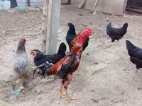 Chickens — photo 2
