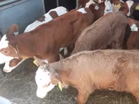 Rinder (Partie, Geschlecht nicht angegeben), Limousin-Kuh — Foto 3