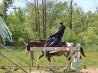 公马, Pinto horses — 照片 4