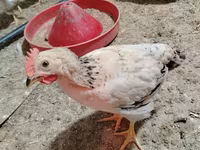 Chickens — photo 2