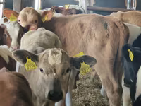 Byk, Simmental cattle — zdjęcie 6